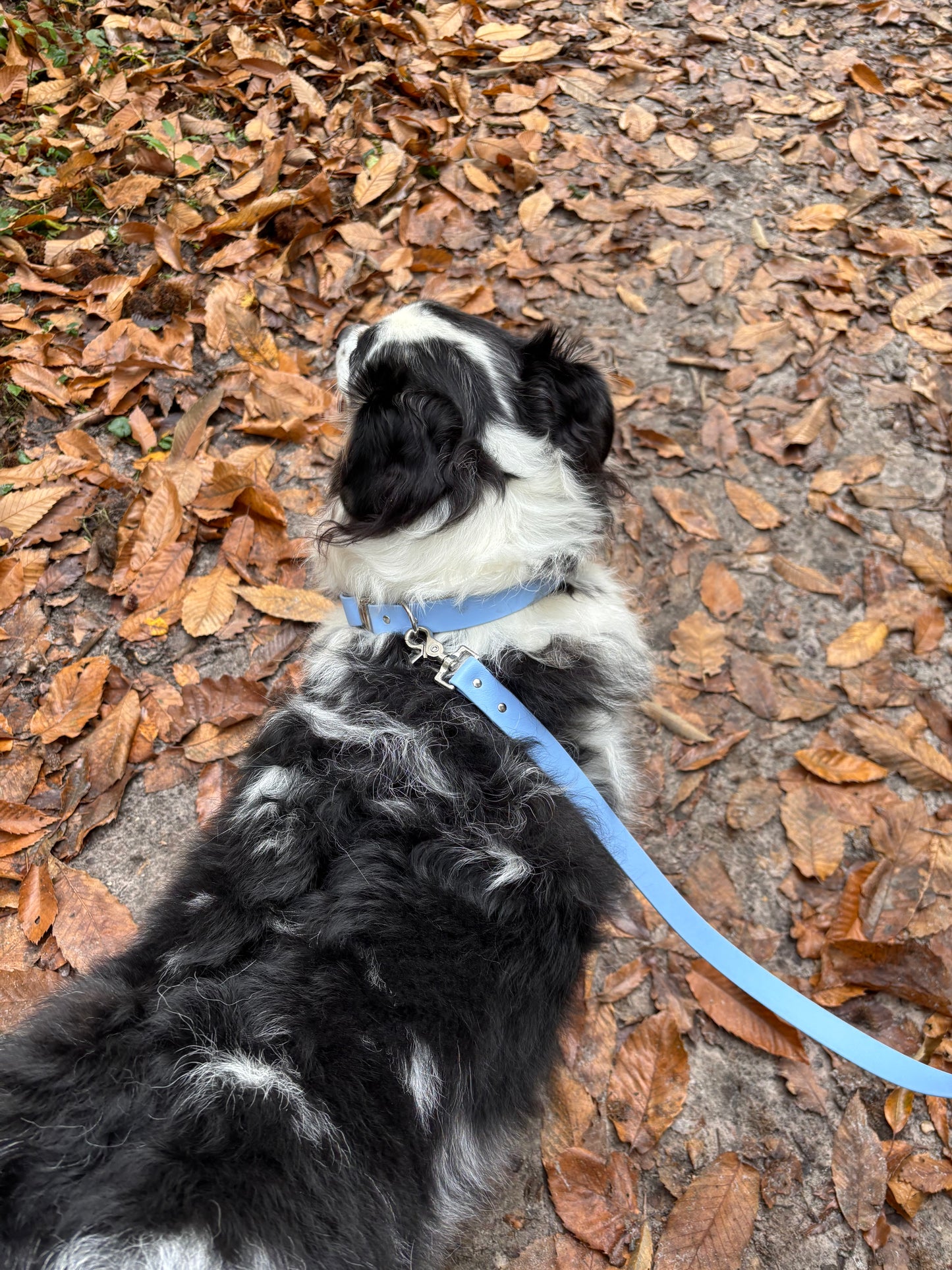 Laisse 3 positions Bleu Polaire