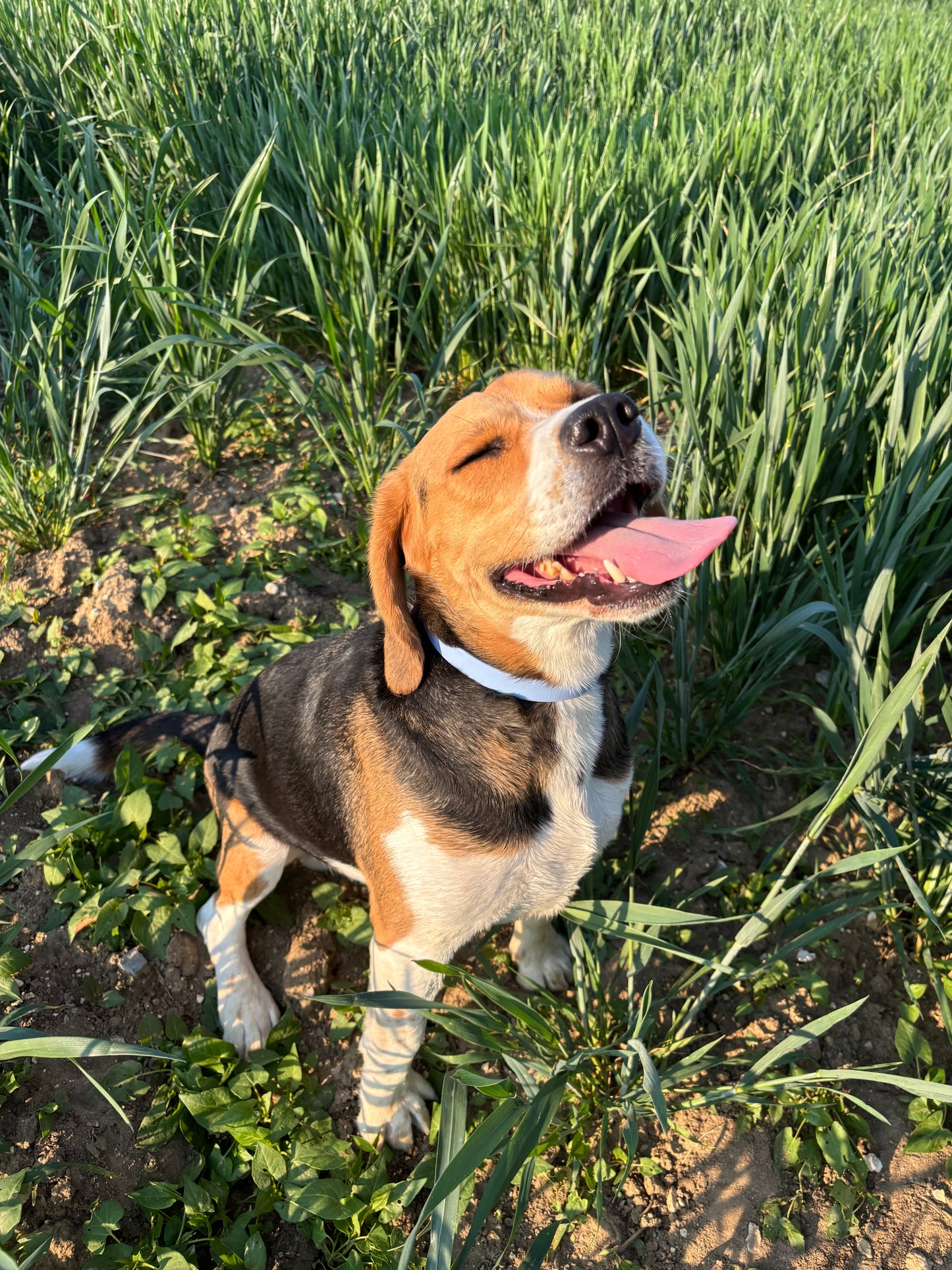 Collier Bleu Polaire