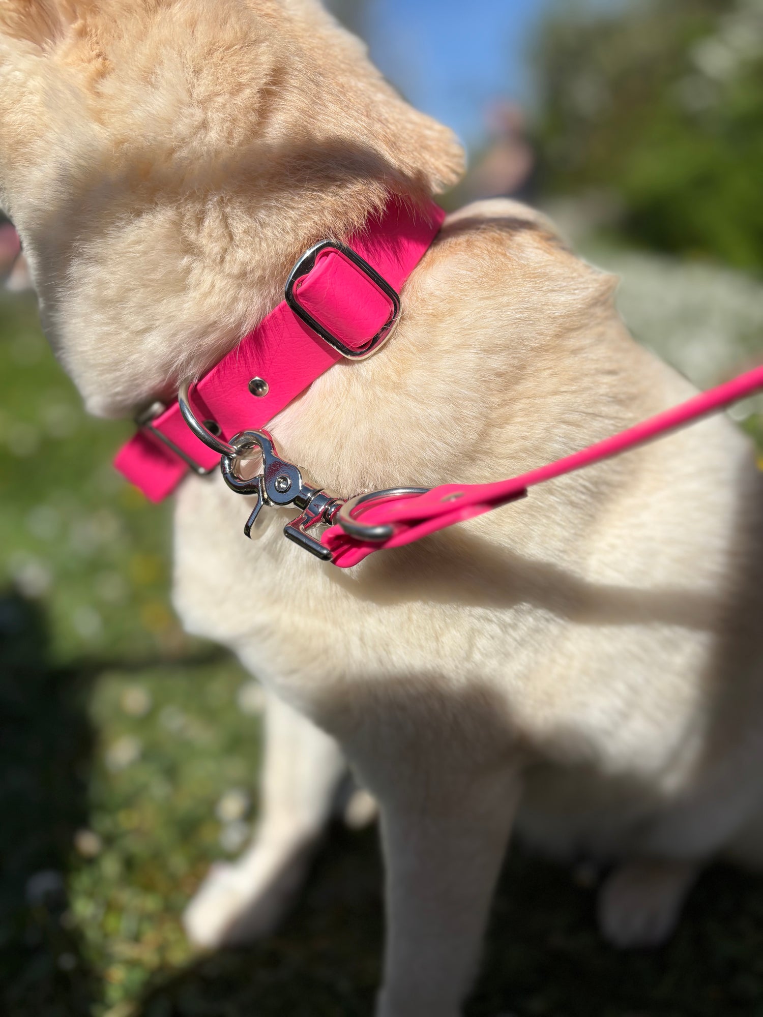 Collier - Chien