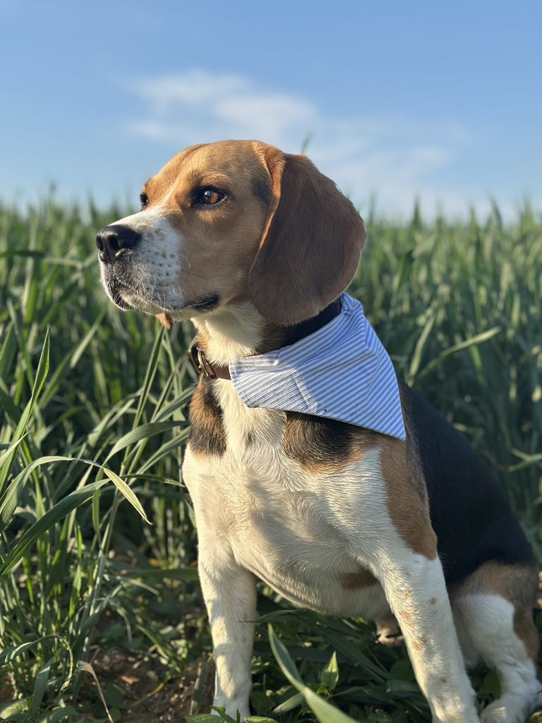 Bandana Matelot